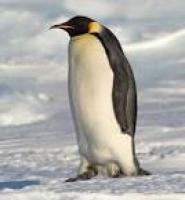 drunken penguin's picture